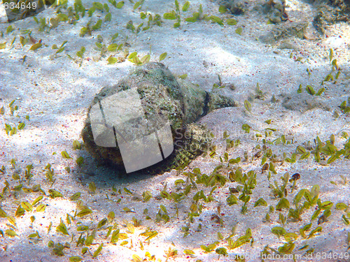 Image of Stonefish