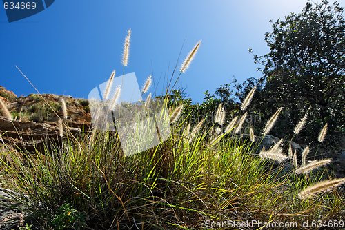 Image of Wild-growing cereals backlit by sun