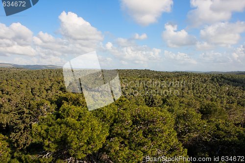 Image of Pinetree forest stretches to horizon 