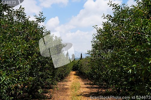 Image of Alley between tree rows in the cherry orchard in summer