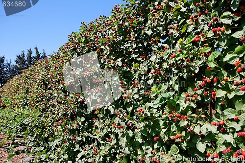 Image of Blackberry crop on bushes in bright summer day