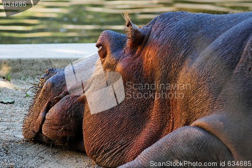 Image of Close-up of the head of lying hippopotamus