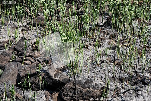 Image of New green grass forces its way through ashes of the large fire