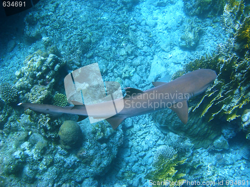 Image of Reef shark and coral reef