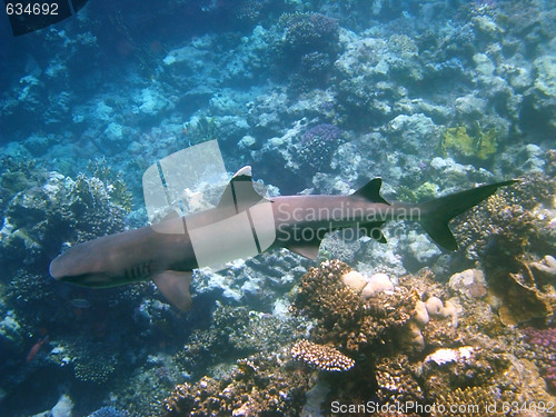 Image of Whitetip shark and coral reef