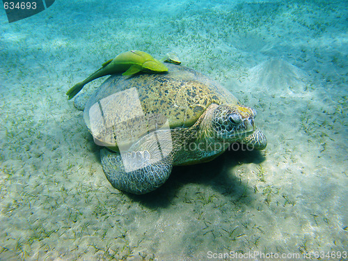 Image of Sea turtle and suckerfishes