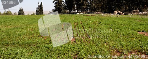 Image of Green rows on a field