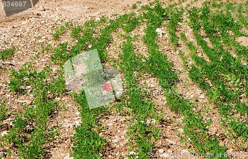 Image of Single red flower among curved green rows outdoor