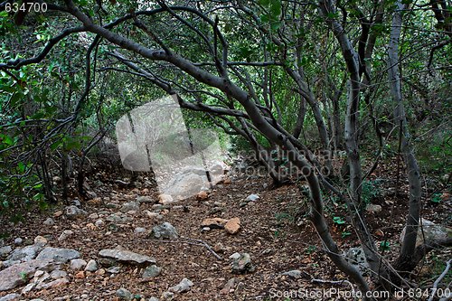 Image of Outdoor track under the canopy of branches