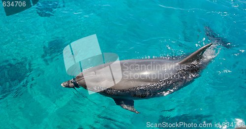 Image of Bottlenose dolphin swims in the green sea