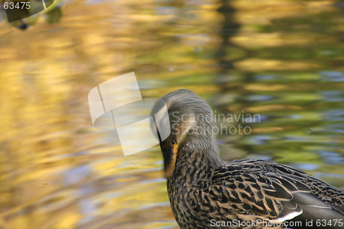 Image of Duck Cleaning