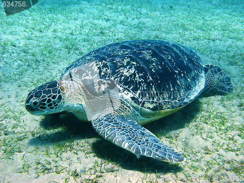 Image of Big sea turtle