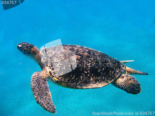 Image of Sea turtle