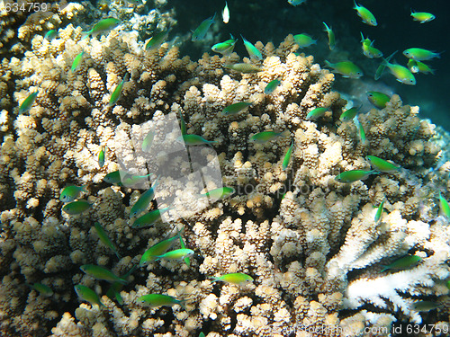 Image of Blue-green chromises and coral reef