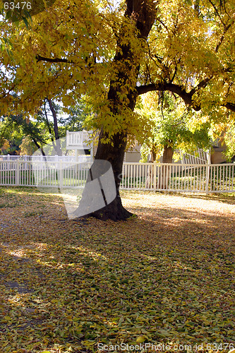 Image of Tree and a Park