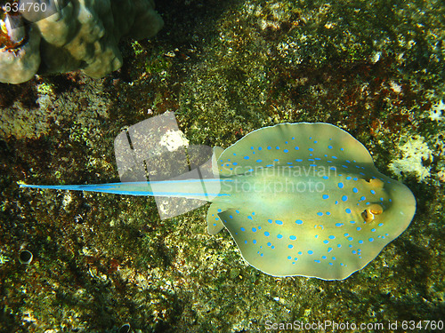 Image of Blue-spotted stingray and coral reef