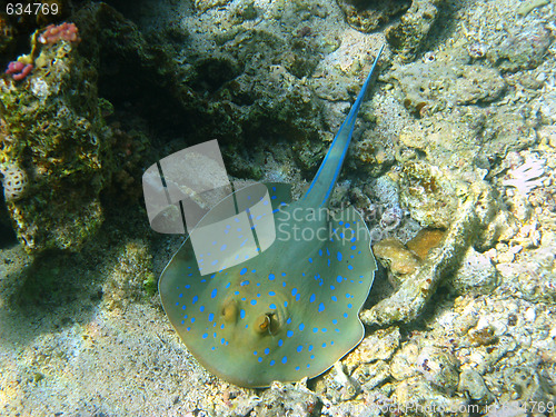 Image of Blue-spotted stingray in Red sea