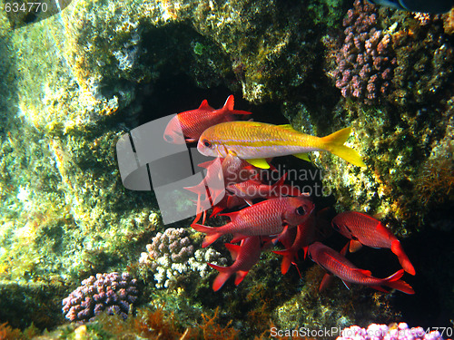 Image of Pinecone soldierfishes