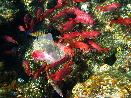 Image of Pinecone soldierfishes and coral reef