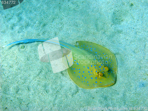 Image of Blue-spotted stingray