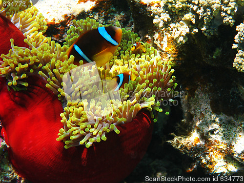 Image of Sea anemones and two-banded clownfishes