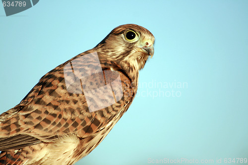 Image of young falcon