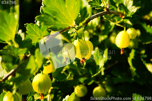 Image of gooseberry garden