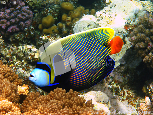 Image of Emperor angelfish in Red sea