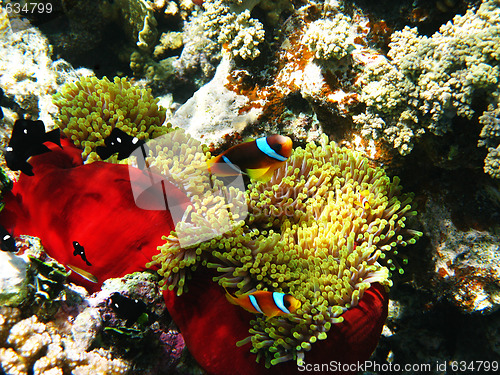 Image of Two-banded clownfishes and sea anemones