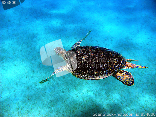 Image of Sea turtle in Red sea