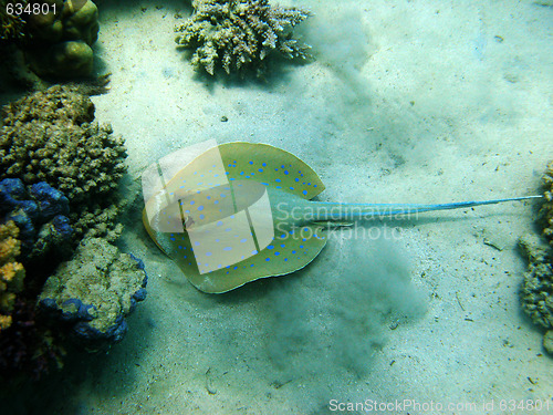 Image of Stingray and coral reef