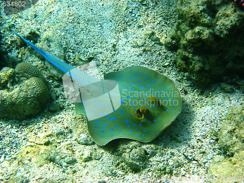 Image of Blue-spotted stingray and coral
