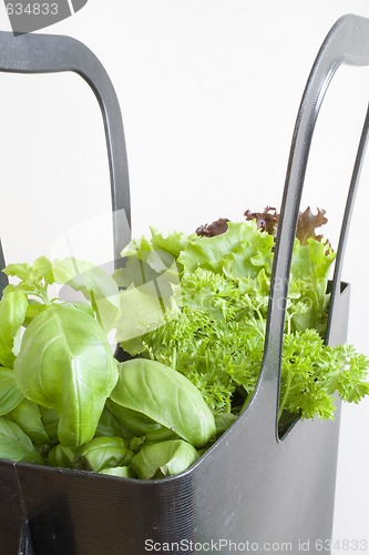 Image of herbs