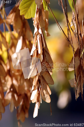 Image of Close up on the Leaves Hanging