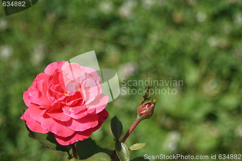 Image of floral background