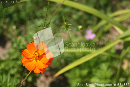 Image of floral background