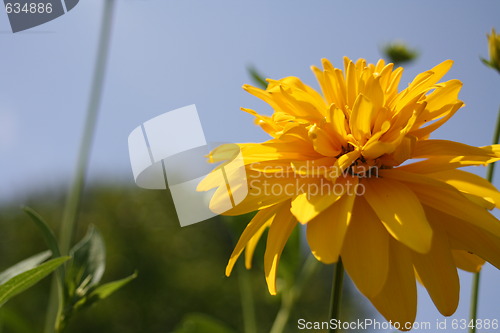 Image of floral background