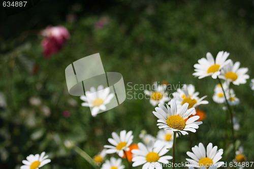 Image of floral background