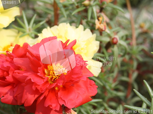 Image of floral background