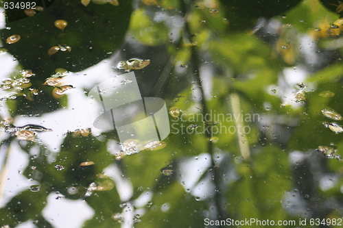 Image of small pond surface