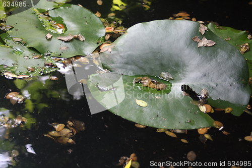 Image of pond