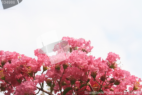Image of floral background
