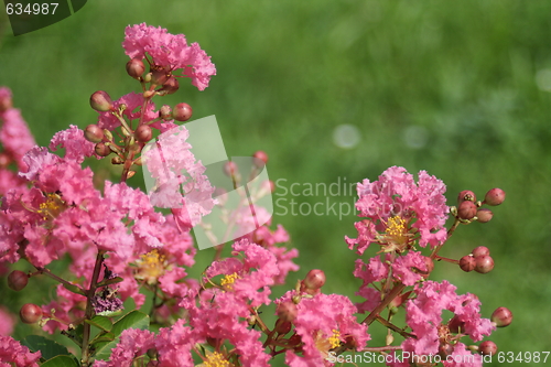 Image of floral background