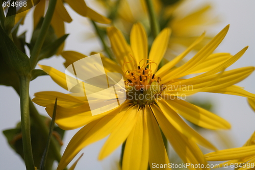 Image of floral background