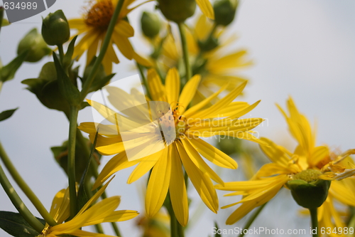 Image of floral background