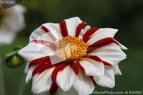 Image of floral background