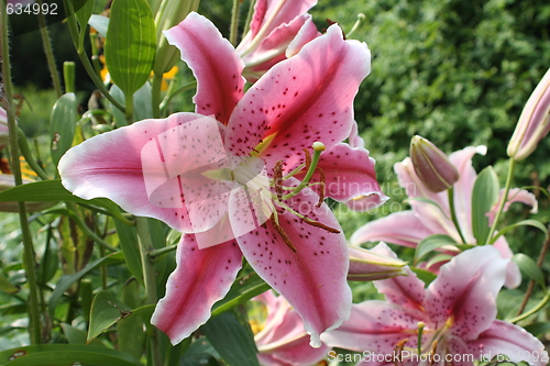 Image of floral background