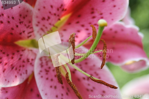 Image of floral background