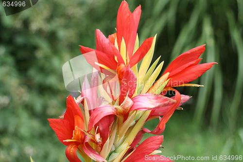Image of floral background
