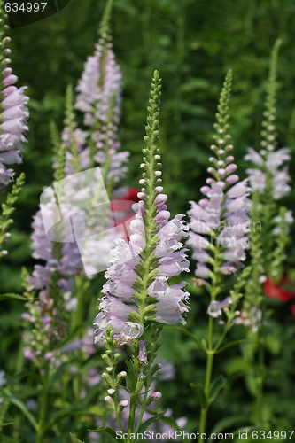 Image of floral background